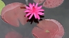 'Red Flare' Red flower and reddish round leaves