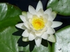 N. odorata white flower close up