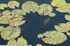 'Albert Greenberg' Mottled rounded leaves in water