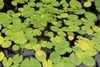 'Antares' Large green rounded leaves in a pond
