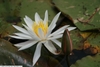 Flower of N. 'Arc-en-ciel'