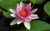 Pink flower of 'Attraction