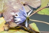 "Blue Beauty' Blue flower lay on its side