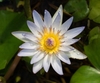 'Daubeniana' Close up of light blue flower