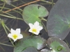 White flowers and foliage