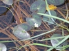 Foliage