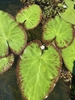 Leaves with red margins