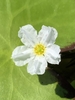 Flower detail
