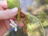 Flower attachment