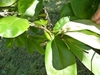 Simple, ovate, alternate leaves.