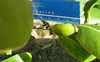 Green fruit next to a ruler showing that it's ca. 3 cm long.