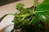 leafy shoot with small green flower buds