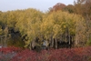 Stand of trees with swollen, flaring trunk bases