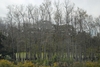 Stand of trees with swollen, flaring trunk bases