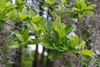 Branch with alternate, simple leaves & tangles of Spanish moss.