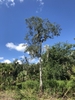 Solitary erect tree with irregular crown.