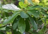 Branch with alternate, simple leaves & green, olive-like fruits.