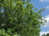 Form of the tree