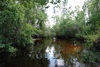 Trees growing along water