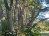 Brown trunks of the tree