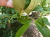 Large, ovate, entire leaves