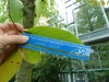 ruler next to a leaf to show it is ca. 16 cm long.