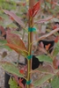 Staked, erect shoot bearing alternate simple reddish leaves.
