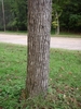 tree trunk with brown, furrowed bark.