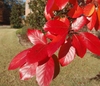 Fall Leaves, bright scarlet.