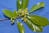 Flower and Leaves Detail