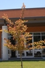 Young tree with new leave emerging coppery red.