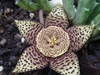 Flower close up
