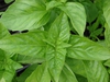 Ocimum basilicum