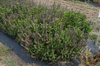 Ocimum basilicum