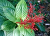 leafy shoot with red tubular flowers.