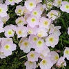 Oenothera berlandieri 'Siskiyou'