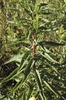 Oenothera biennis