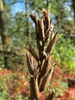 Oenothera biennis