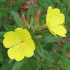 Oenothera fruticosa