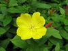 Oenothera tetragona