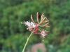 Flowers and buds