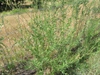 Form