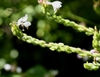 Fruits forming