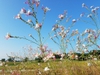 Native habitat