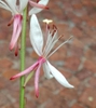 Back of bloom