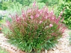 Spring form