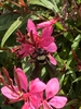 Flowers with bumble bee