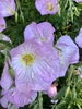Oenothera speciosa