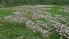 Spreading in a field
