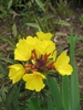 Oenothera tetragona